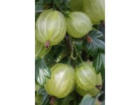 Angrešt bílý (Grossularia uva-crispa) mix odrůd výška cca 40 cm