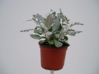 MONTANO Starček přímořský (Senecio maritima) pr. cca 12 cm MONTANO Starček přímořský (Senecio maritima) pr. cca 12 cm