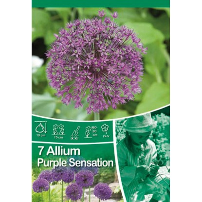 Okrasný česnek - Allium Purple Sensation