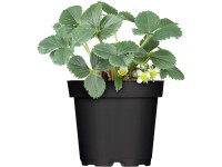 Jahodník Mieze Schindler, 10 ks v platu