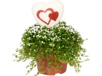 Aranžmá domácího štěstí průměr květináče cca 9 cm