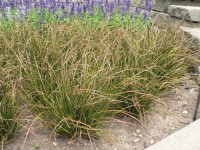 Grow by OBI Ostřice jap. Phoenix Green sv. zelená, pr. kv. 14 cm