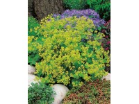 OBI Kontryhel měkký 