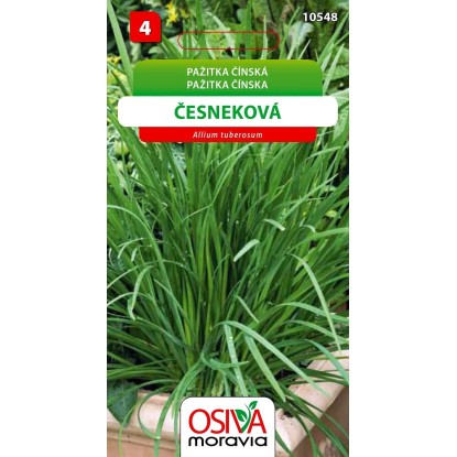 Semínka Pažitka čínská Česneková (Allium tuberosum)