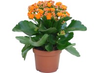 Kolopejka oranžová pr. květináče cca 12 cm Kalanchoe bossfeldiana