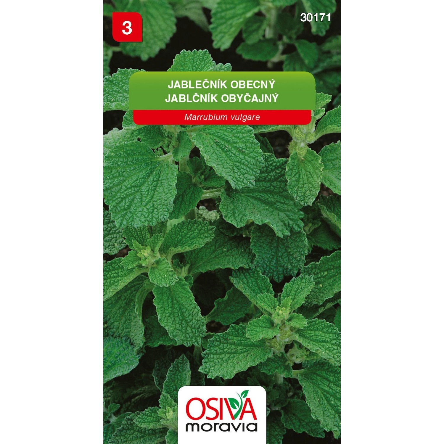 Jablečník Obecný (Marrubium vulgare)