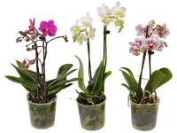 GROW by OBI Orchidej Phalaenopsis Multiflora 2výhonková minimálně 14 květů