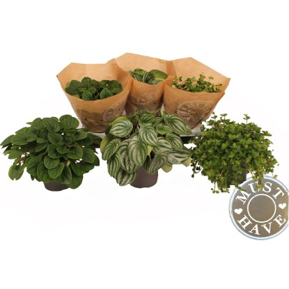Pepřinec (Peperomia), různé druhy, výška 30 cm, pr. květináče 17 cm