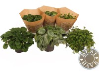 Pepřinec (Peperomia), různé druhy, výška 30 cm, pr. květináče 17 cm Pepřinec (Peperomia), různé druhy, výška 30 cm, pr. květináče 17 cm