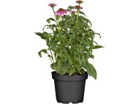 GROW by OBI Třapatka nachová (Echinacea purpurea) pr. cca 19 cm