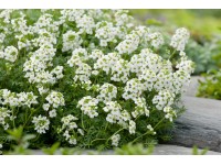 OBI Řeřuška alpská bílá pr. květináče cca 9 cm x 9 cm