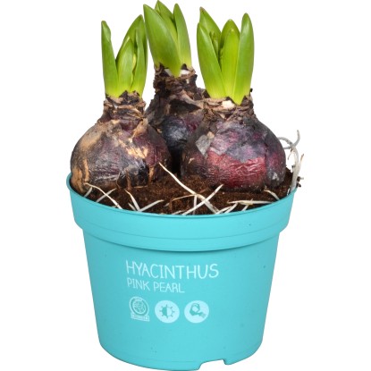 Hyacint "Diamond Collection" růžový průměr květináče cca 12 cm