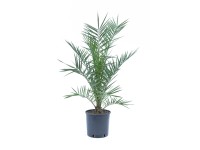 GROW by OBI Datlovník kanárský (Phoenix canariensis), cca 60/80 cm, kv. cca 4 l
