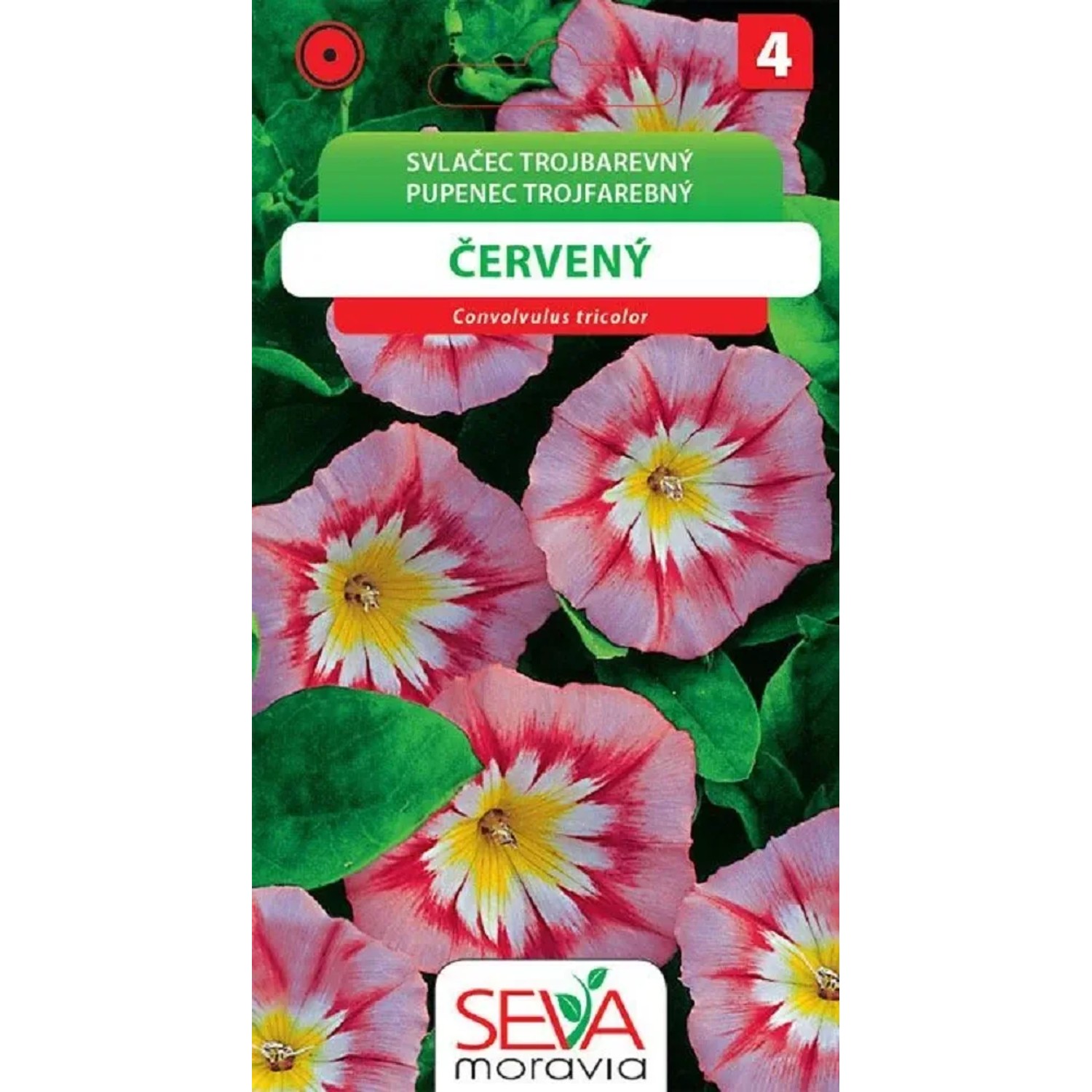 Svlačec Trojbarevný - červený (Convolvulus tricolor)