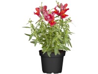 Hledík větší (Antirrhinum majus), pr. 14 cm Hledík větší (Antirrhinum majus), pr. 14 cm