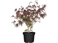 OBI Javor dlanitolistý OBI Javor dlanitolistý