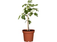 Landgard Fíkovník smokvoň (Ficus carica) cca 90 cm, pr. 20 cm