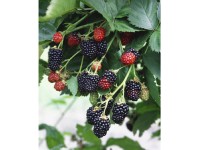 Ostružina černicová (Rubus fruticosus) mix odrůd výška cca 40 cm