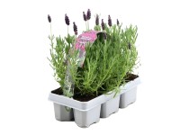 GROW by OBI Levandule smilovitá (Lavandula stoechas) GROW by OBI Levandule smilovitá (Lavandula stoechas)