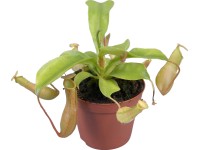 Láčkovka (Nepenthes velvet), výška cca 10 cm, pr. květináče cca 9 cm