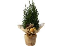 Cypřišek s manžetou a vánoční dekorací průměr květináče cca 9 cm