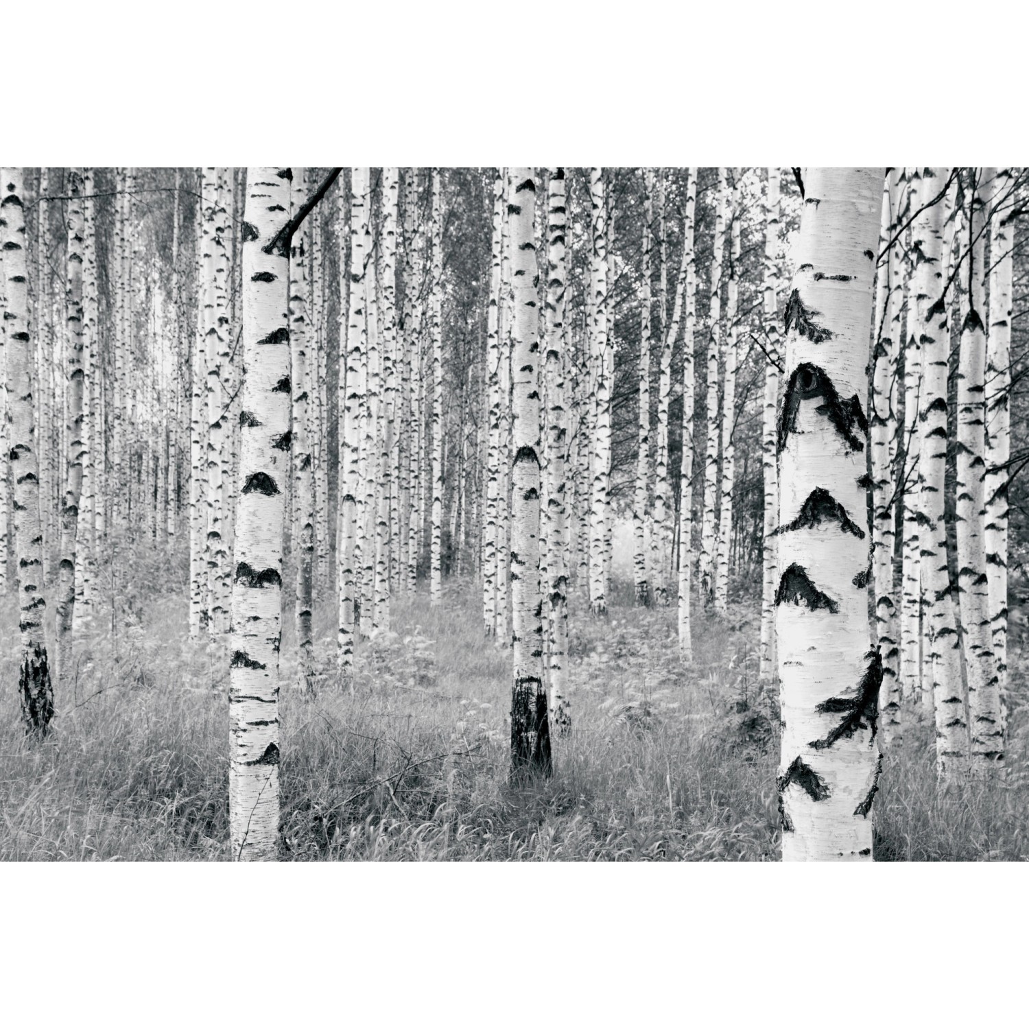 Komar Vliesová fototapeta Woods 400 x 270 cm