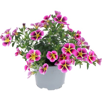 GROW by OBI Minipetúnie (Calibrachoa hybrid) různé barvy cca pr. 12 cm