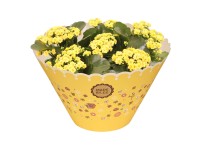Royal Lemkes Kolopejka (Kalanchoe) 