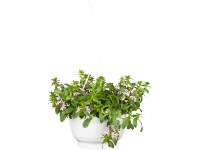 Landgard Vějířovka nezlomná (Scaevola aemula) výška 10-50 cm, pr. 25 cm Landgard Vějířovka nezlomná (Scaevola aemula) výška 10-50 cm, pr. 25 cm