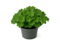 GROW by OBI Kontryhel měkký (Alchemilla mollis), pr. kv. 15 cm