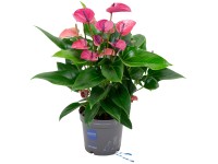 Grow by OBI Toulitka Cirano, fialová, výška cca 50-60 cm, pr. květináče 17 cm