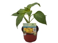 Paprika sladká (Capsicum annuum) 