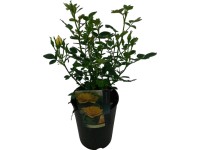 Záhonové růže Patio, pr. cca 19 cm