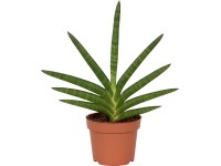 OBI Kaltea (Calathea stromanthe sanguinea) "Triostar" vka 70-85 cm, pr.  19 cn