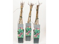 Zimolez ovíjivý (Lonicera periclymenum) 