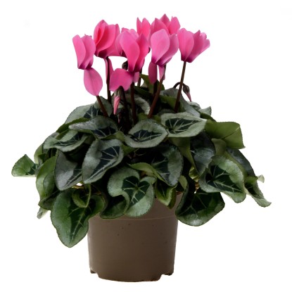 Brambořík Midi, růžový, pr.  květináče cca 10,5 cm