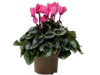 Brambořík Midi, růžový, pr.  květináče cca 10,5 cm