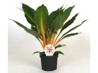 GROW by OBI Zelenec Green Orange (Chlorophytum orchidastrum), pr. 12 x 35 cm GROW by OBI Zelenec Green Orange (Chlorophytum orchidastrum), pr. 12 x 35 cm