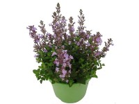 GROW by OBI Šanta zkřížená (Nepeta x faassenii), pr. cca 17 x 28 cm