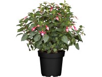 Vzpřímená fuchsie, průměr květináče cca 10,5 cm