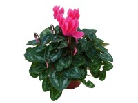 Brambořík pokojový pr. květináče 10 cm