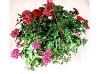 Q-Flower Záhonové rostliny různé druhy červené cca pr. 27 cm Q-Flower Záhonové rostliny různé druhy červené cca pr. 27 cm