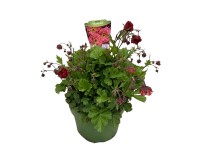 GROW by OBI Kuklík šarlatový (Geum coccineum) pr. 19 cm