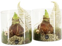 Zimní aranžmá hvězdníku ve skleněné nádobě, pr. 15 cm Zimní aranžmá hvězdníku ve skleněné nádobě, pr. 15 cm