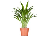 GROW by OBI Chrysalidokarpus nažloutlý (Dypsis Lutescens) GROW by OBI Chrysalidokarpus nažloutlý (Dypsis Lutescens)