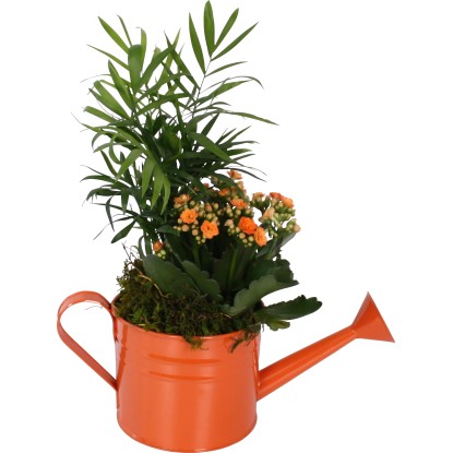 Aranžmá kolopejky v oranžové konvičce na zalévání, průměr květináče cca 12 cm