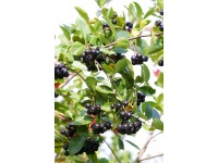 Aronie třešňolistá (aronia prunifolia) Viking