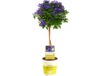 Hořec (Solanum rantonetti) modrý výška 65 cm, pr. 19 cm