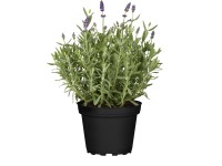Levandule (Lavandula augustifolia) Levandule (Lavandula augustifolia)