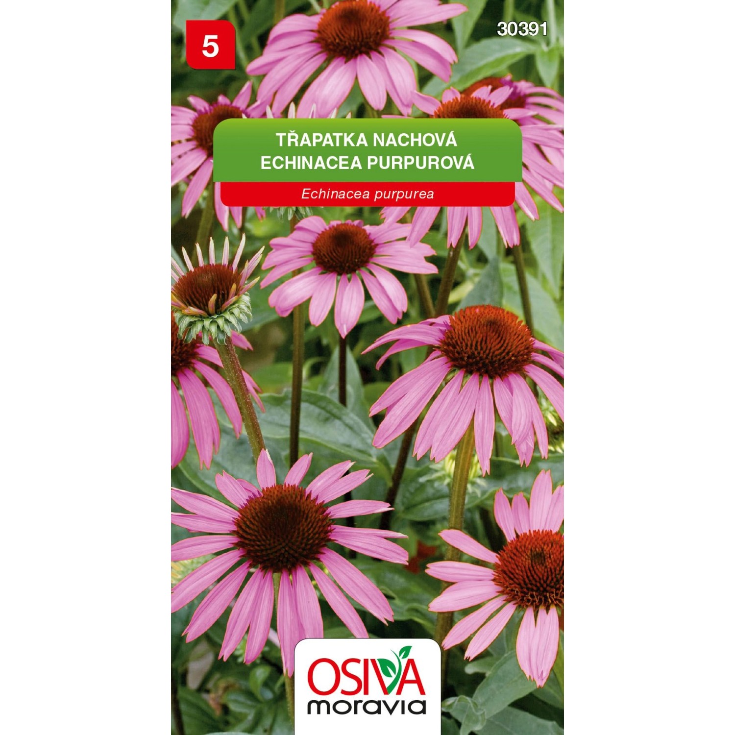 Semínka Třapatka nachová (Echinacea purpurea)